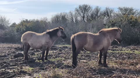 Wild Horses #konik