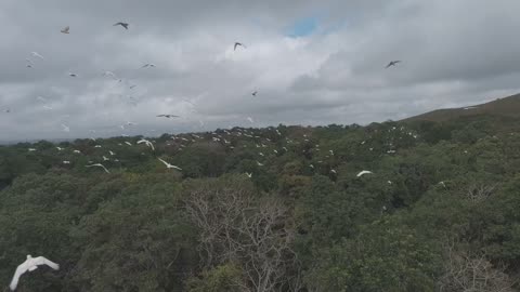 Chasing Cockatoo