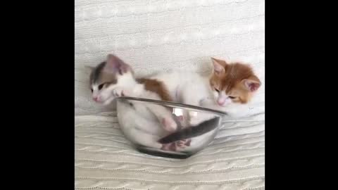 Two cute kittens fighting on the sofa.