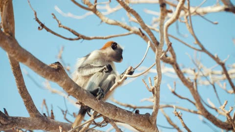 Funny Animal : Monkey Dance Video Just like Humans dog funny videos