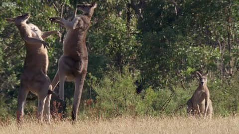 Kangaroo Boxing Fight | Life Story | BBC Earth