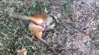 Chipmunks Playing in the Yard