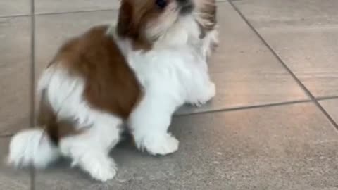 UH OH-FUNNY DOG VIDEOS #Shorts