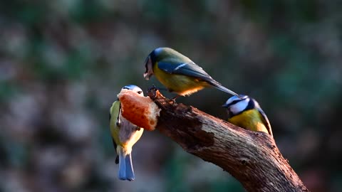 Bird Colorful