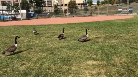 Chasing the Canada geese