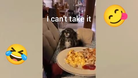 😂dog watches the owner eating🤣