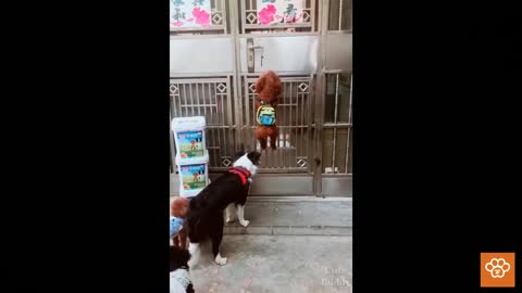 Smart dogs get inside the house