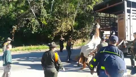 Atropellan dos caballos en la vía a Palonegro