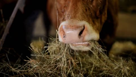 Salers cow eating hay in barn in France