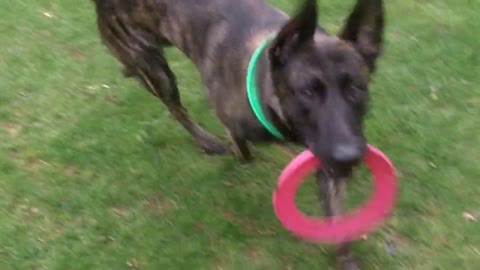 Lovely Dutch Herder dog playing with owner