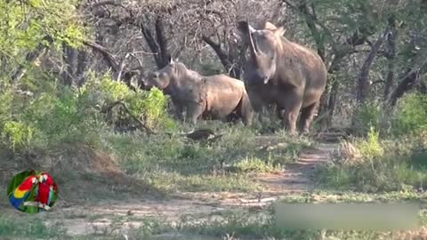 Rhinoceros vs Lions