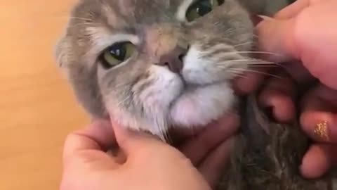 Innocent cat massage time