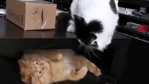 Cats precision punch to his fellow cats