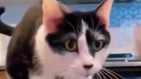 Funniest Dogs🐶 And Cats😹 - Best Of The 2022 😂 Funny Animal Videos