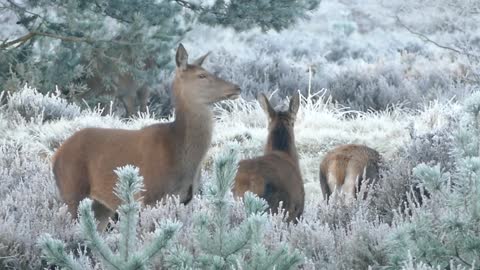 Deer Family Encounter!