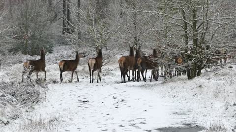 Herd Of Deers In Marathoon