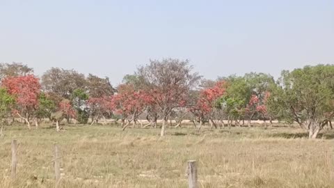 Animals and beautiful flowers in the forest