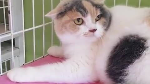 #Funniest Animals Real 😹 - Best Of The 2020 #Funny Animals Videos - Try Not To Laugh #comedy #shorts