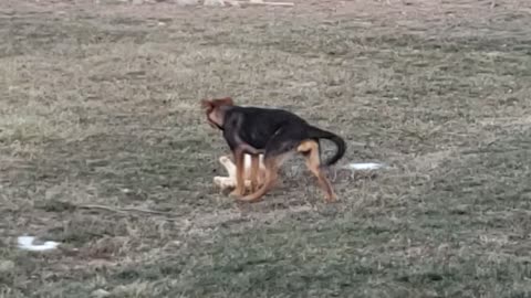 Dog plays with cat