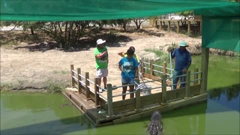 Alligator Feeding at South Padre Island Birding Nature and Alligator Sanctuary