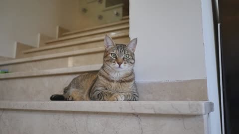 Cat on staircases yawn