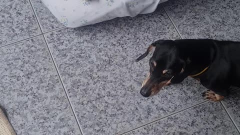 Cachorrinha folgada parte 2