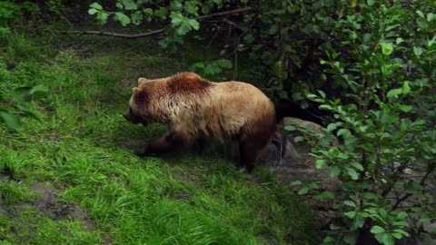 Brown bear and swimming