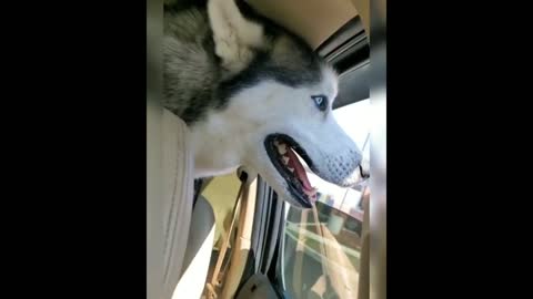 FUNNY Husky Puppies Compilation #3