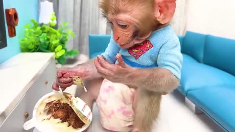 cute dog,cute baby monkey,dog video,cute video,cute programmer,cute life bts,cute baby status,