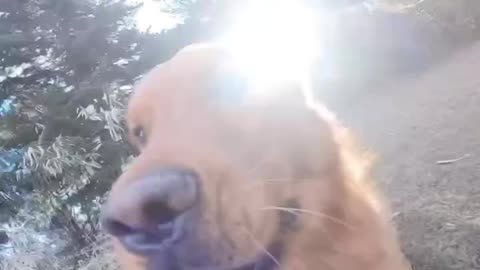 Man gives camera to his dog and creates the greatest dog POV in history