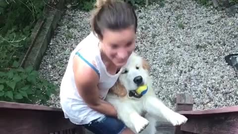 Golden Retriever Does Not Want to Come Inside