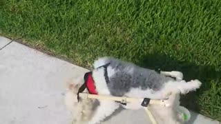 Disabled Dog Gets its Mobility Back