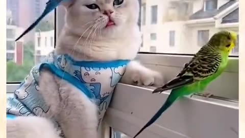 cat, brid love videos