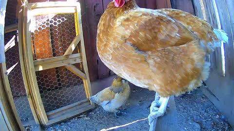 Dirty Bird Chicken Roosts after Dust Bath