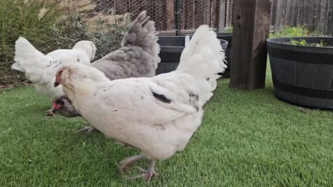 Ameraucana hens