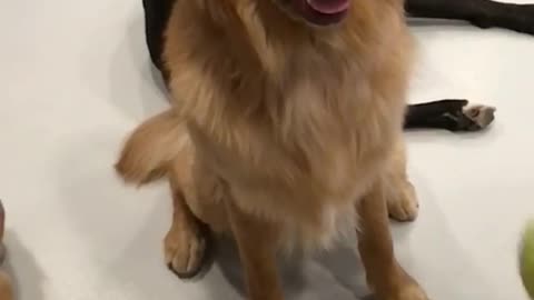 Slowmo golden retriever misses tennis ball hits mouth