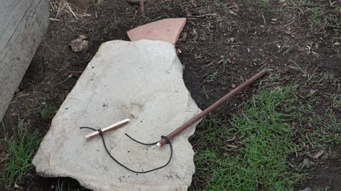 Primitive Trapping, Catching Rats With a Paiute Deadfall Trap!