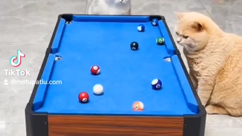 cats playing snooker🤣🤣