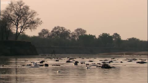 Crocodiles Feast on Dead Hippo | The Great Rift: Africa's Wild Heart | BBC Earth