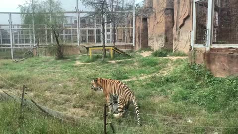 What is the tiger doing, is it leg pain?