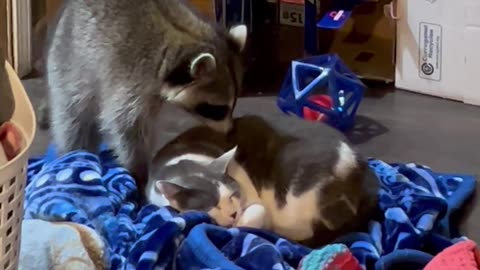 Pet Raccoon Pesters Sleeping Kitty