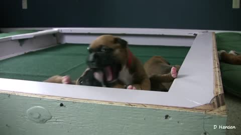 Puppy Gets Stuck on Ledge!