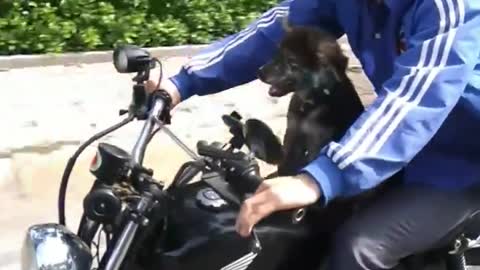 Scared dog on Motorcycle Vietnam