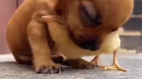 Cute Duckling - Lovely Duck - Two Best Friends - Dog - Duck