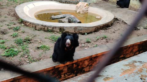 Sloth Bear at Zoo