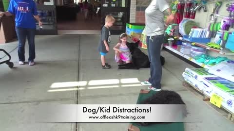 AMAZING GERMAN SHEPERD TRAINING