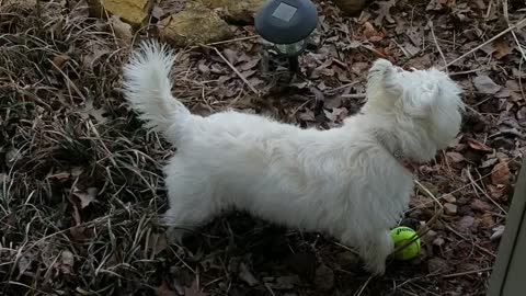 Yorkie Puppy Wants the Ball Right Now!!!