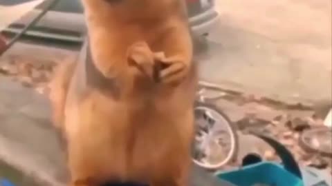 Funny squirrel