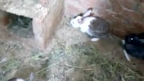 Rabbit set in the barn at home