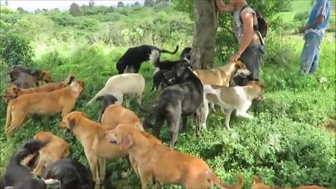 Territorio_de_Zaguates__Land_of_The_Strays__Dog_Rescue_Ranch_Sanctuary_in_Costa_Rica